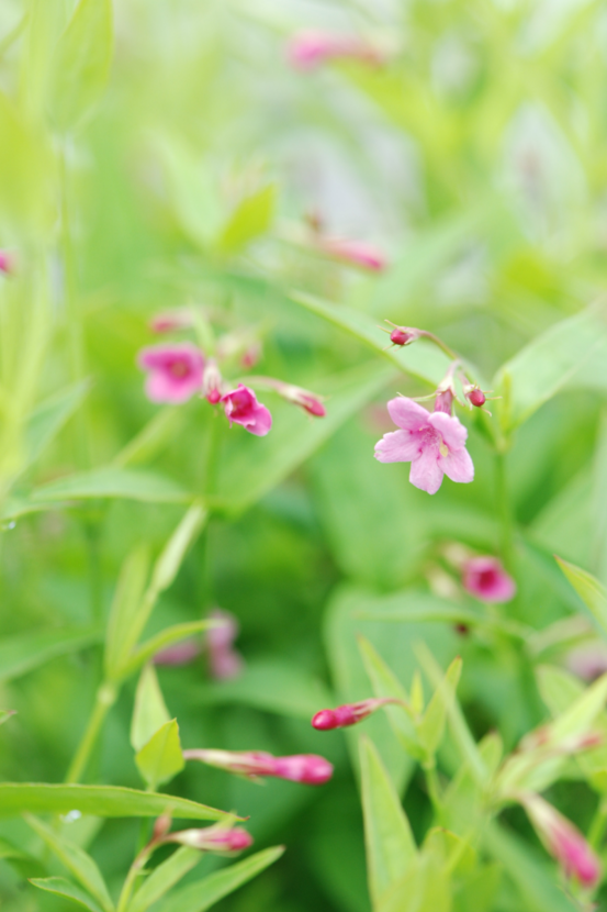 Jasmin rose - en pot de 3 litres