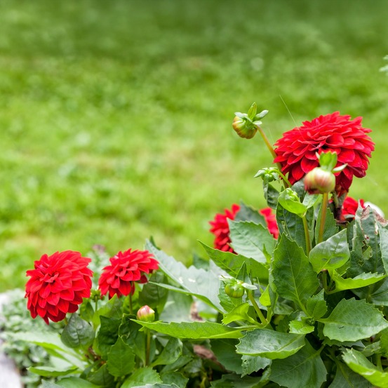 Dahlia rouge - le pot / ø 10,5cm