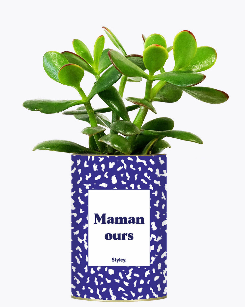 Plante à message - maman ours - cactus