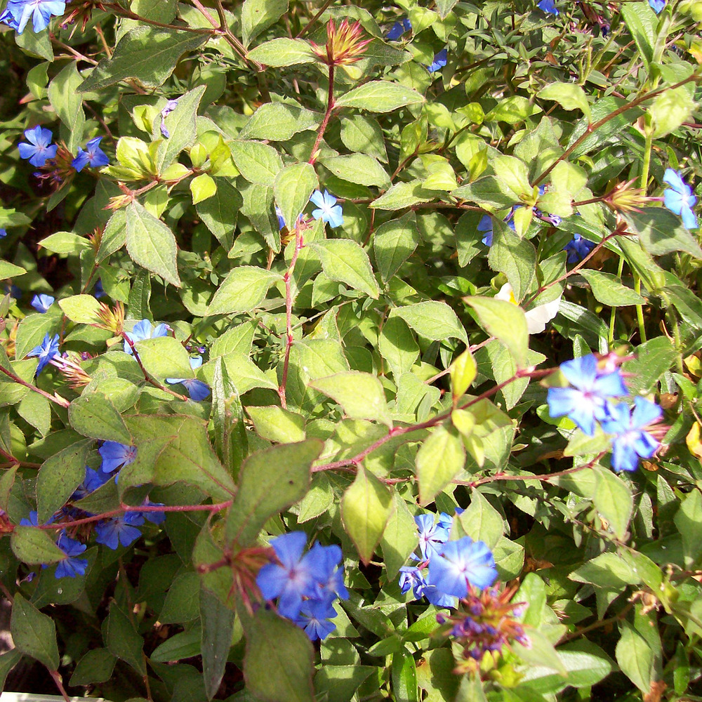 Plumbago de l'himalaya pot de 2l/3l