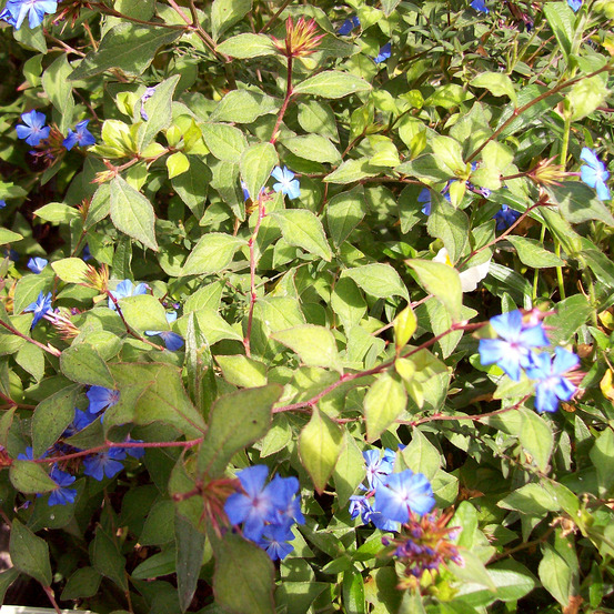 Plumbago de l'himalaya pot de 2l/3l