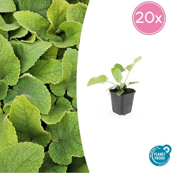 Sauge de jérusalem x20 – entre 1,25 et 1,67m2