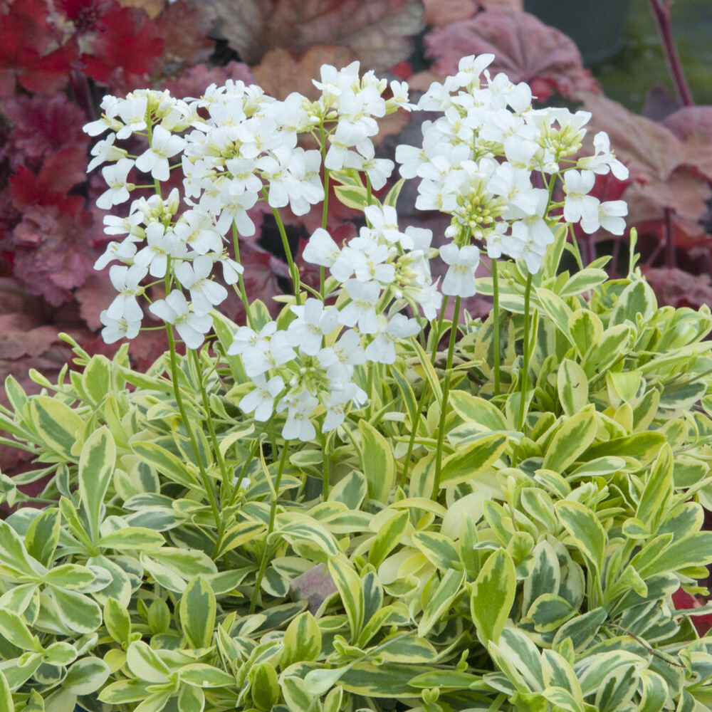 Arabette rampante old gold - le pot / ø 9cm