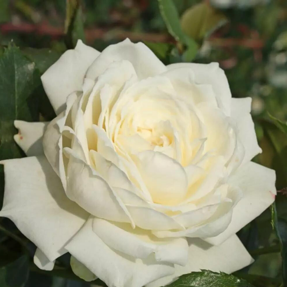 Rosier grimpant blanc alaska/ future - racines nues