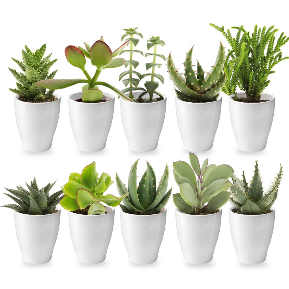 Mini-plantes grasses, lot de 10, 6 cm, avec petits pots blancs - cadeau