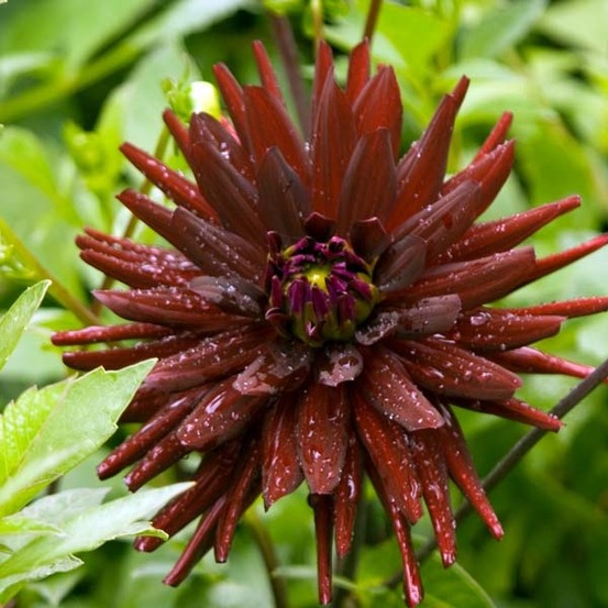 Dahlia gpe cactus 'chat noir' bulbe calibre i