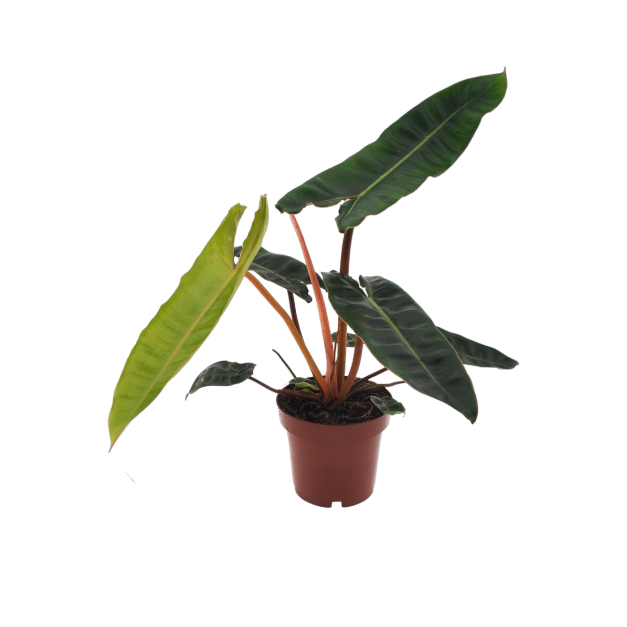Plante d'intérieur - philodendron billietiae 25.0cm