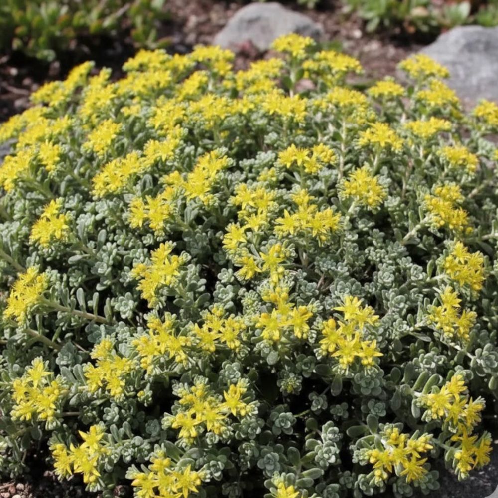 Orpin cape blanco, sedum lot de 3 godets