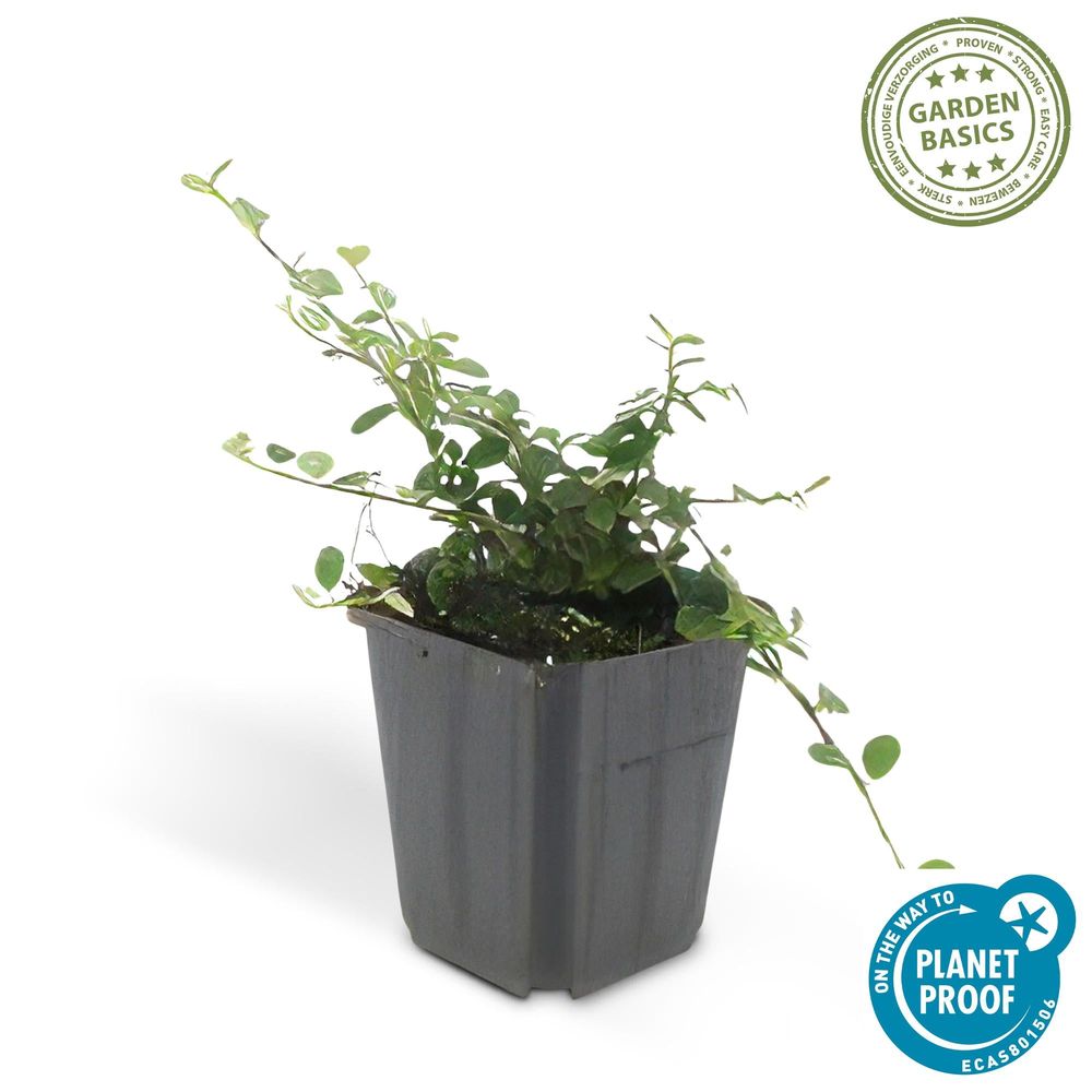 Cotonéaster queen of carpets - h 10-25 cm, pot ø9 cm