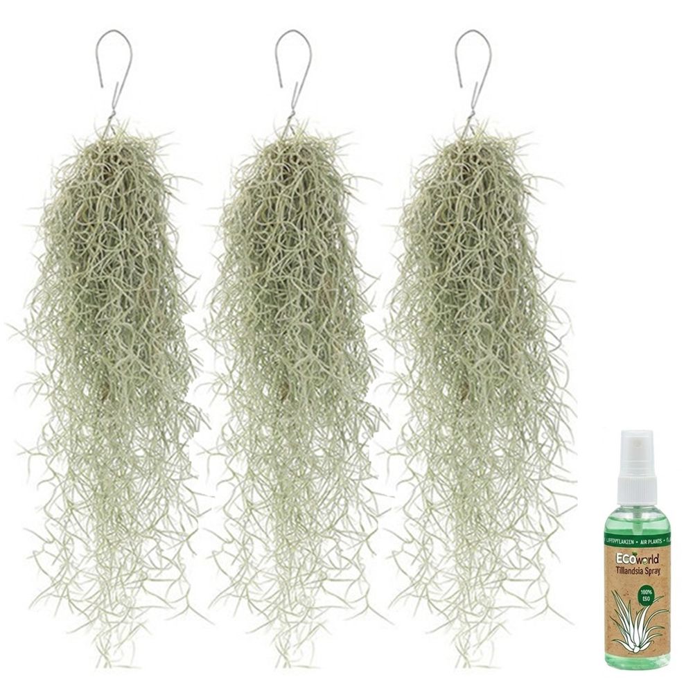 Tillandsia « mousse espagnole » (3 pièces) - plante aérienne sans terre