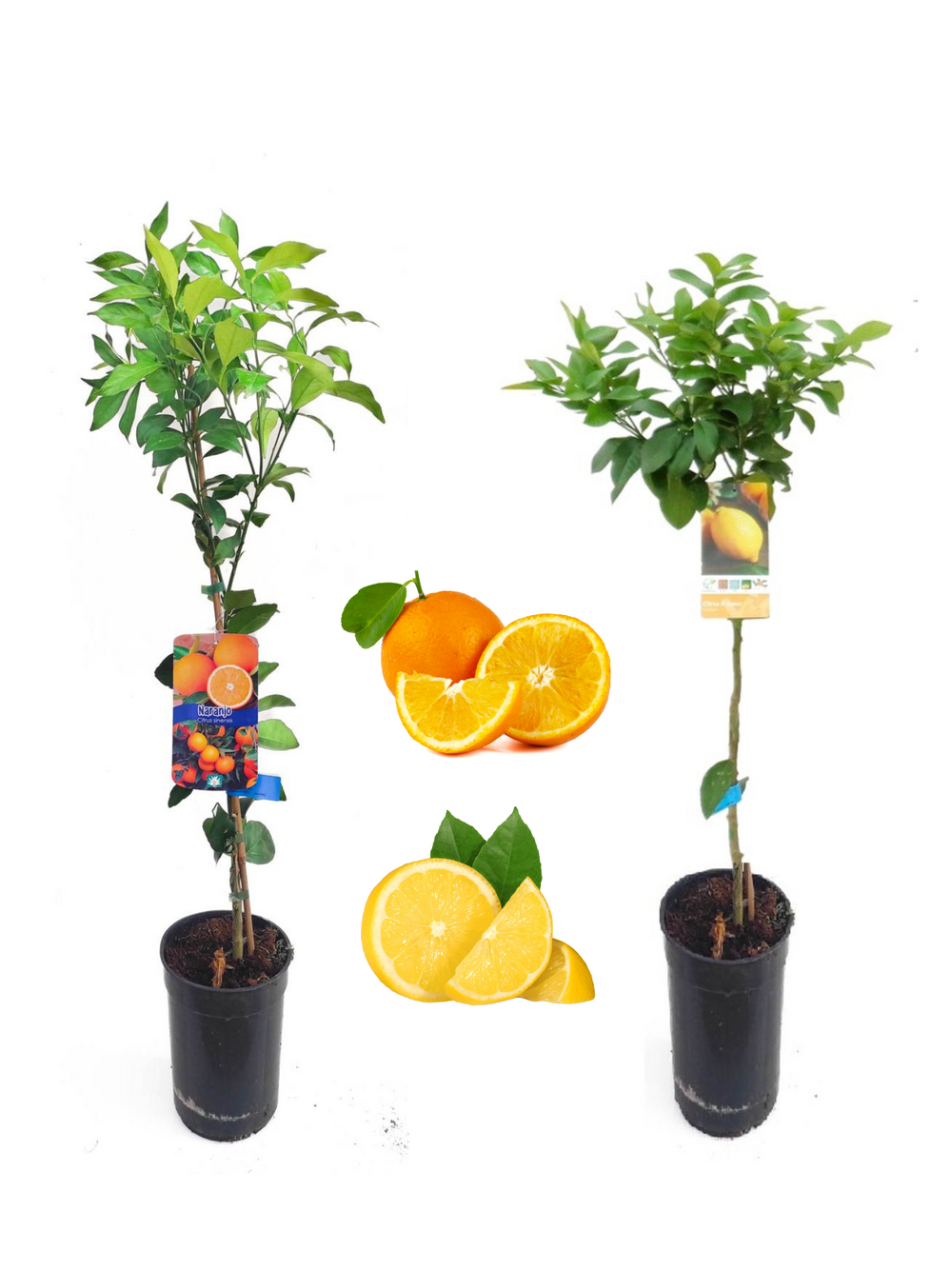 Duo agrumes oranger + citronnier medium h-60/100 cm arbres fruitiers en pot 4l