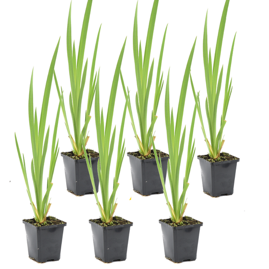 Lot de 6 - iris pseudacorus - iris jaune - plantes de bassin - hauteur 20-30 cm - pot 9 cm