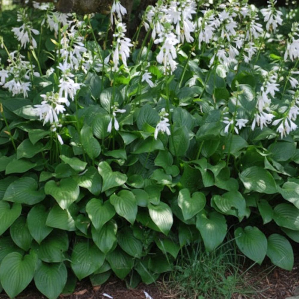 Hosta royal standard lot de 5 godets