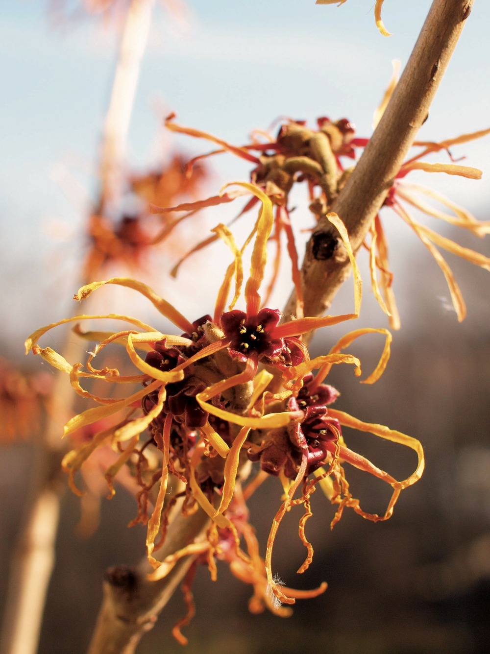 Noisetier de sorcière 'jelena' pot de 2l/3l