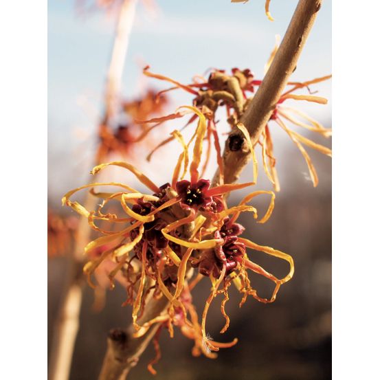 Noisetier de sorcière 'jelena' pot de 2l/3l