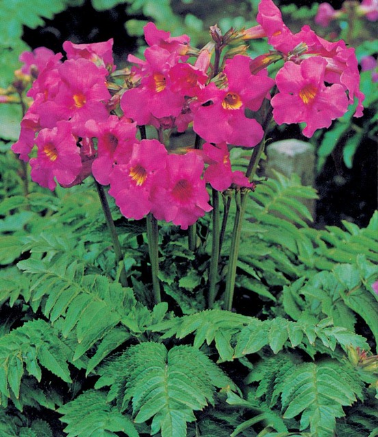 Incarvillea delavayi - 3 bulbes