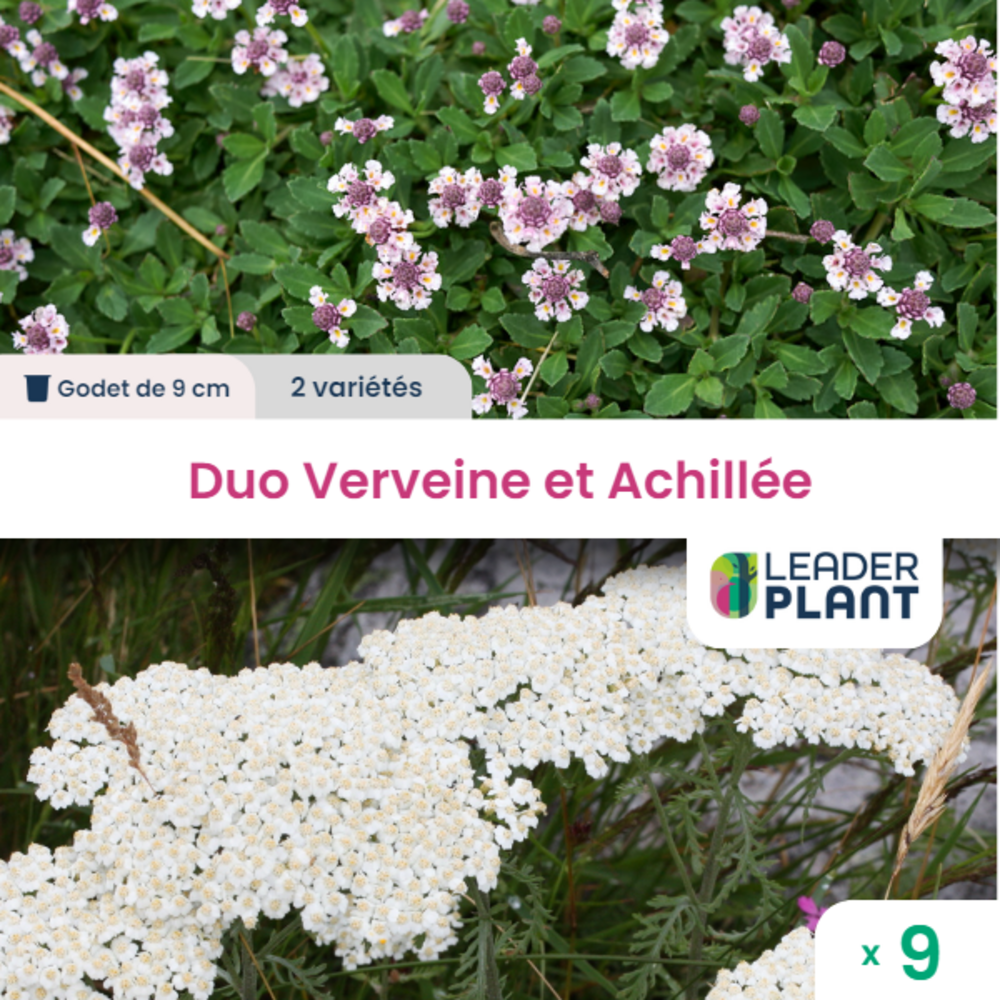 Coffret De Jardinage Avec 12 Variétés D'Aromates - RADIS ET CAPUCINE