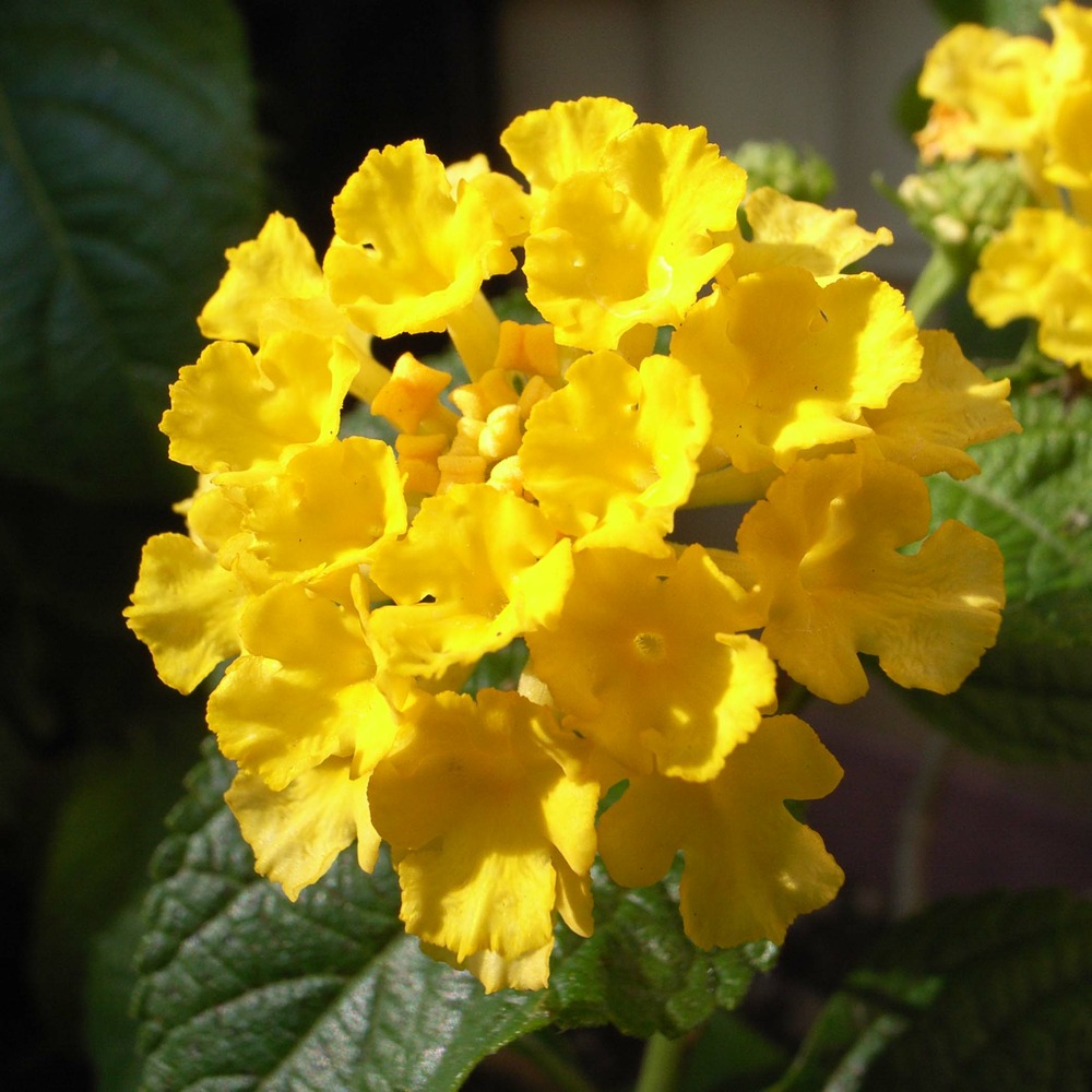 Lantana 'evita yellow' mini-motte ø 3/4 cm, plant vert de 5 à 10 cm de haut (par 5)