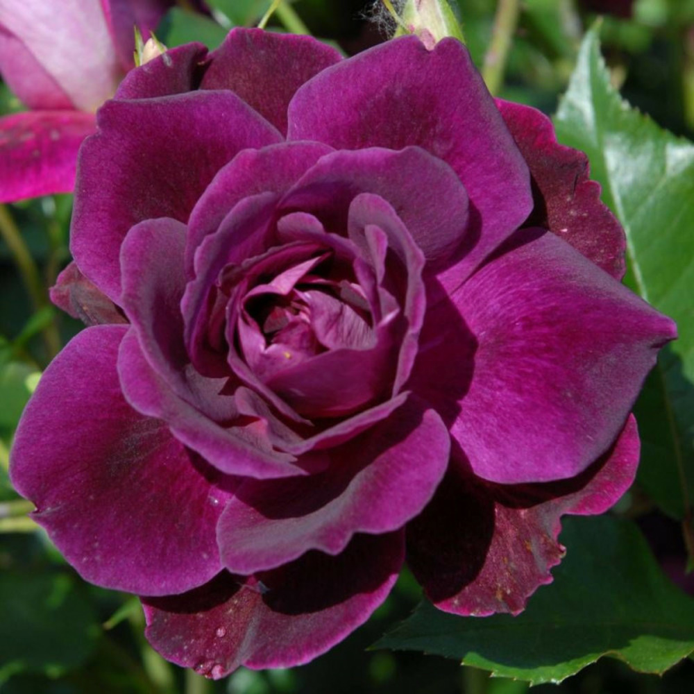 Rosier arbustif burgundy ice® 'prose' pot de 3l - 20/40 cm