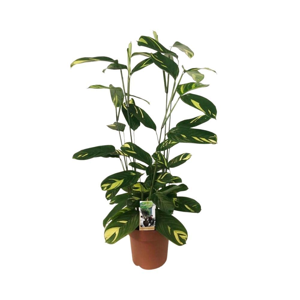 Plante d'intérieur - ctentanthe 'lubbersiana' 80.0cm