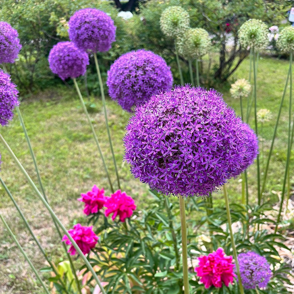 Allium gladiator - la pièce en racine nue