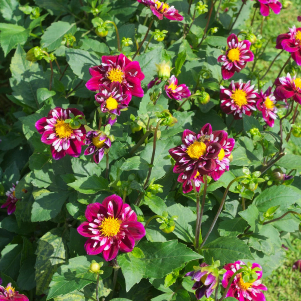 Plant de dahlia collerette bumble rumble pot de 1 litre