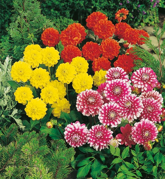 Super collection - 14 dahlias buissonnants