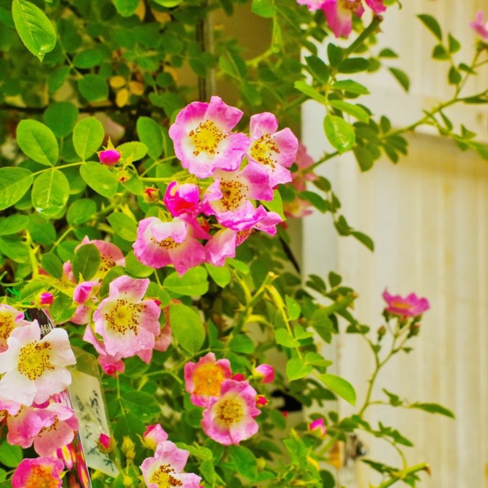 ROSIER ROUILLE GF H20A40-(766538)