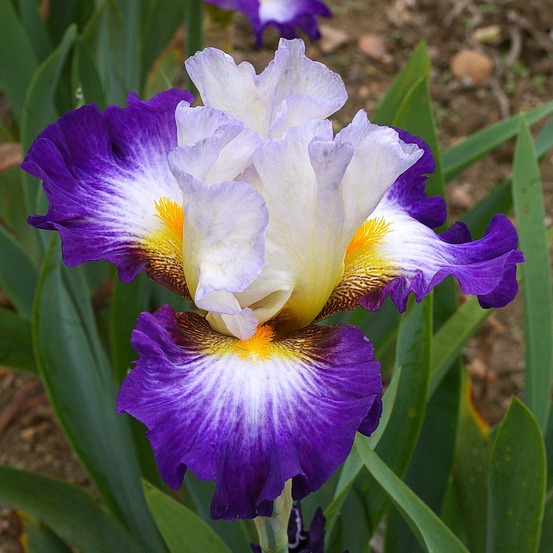 Iris des jardins 'irisades' godet de 8/9 cm