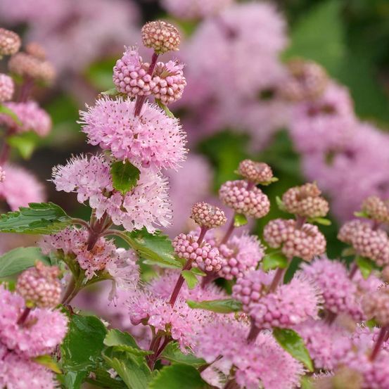 Barbe-bleue, spirée bleue 'camara pink' godet de 8/9 cm