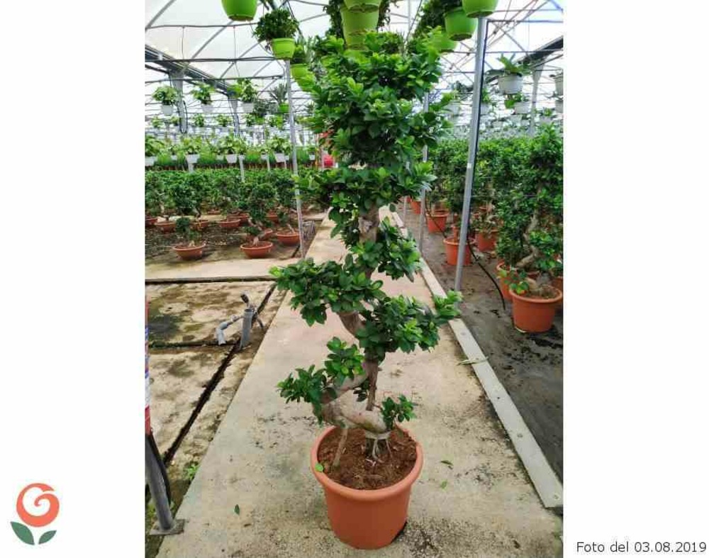 Ficus microcarpa 'compacta' pot de 65l - 180/200cm