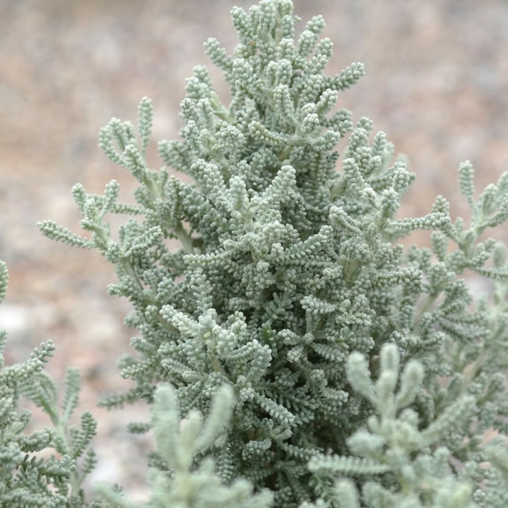 Santoline grise pot de 3l - 20/40 cm