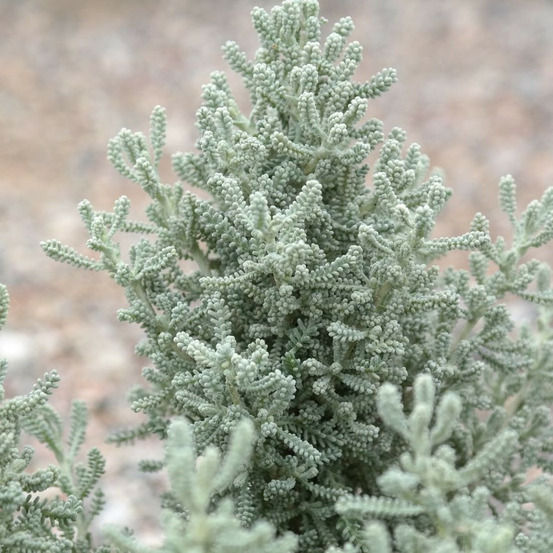 Santoline grise pot de 3l - 20/40 cm