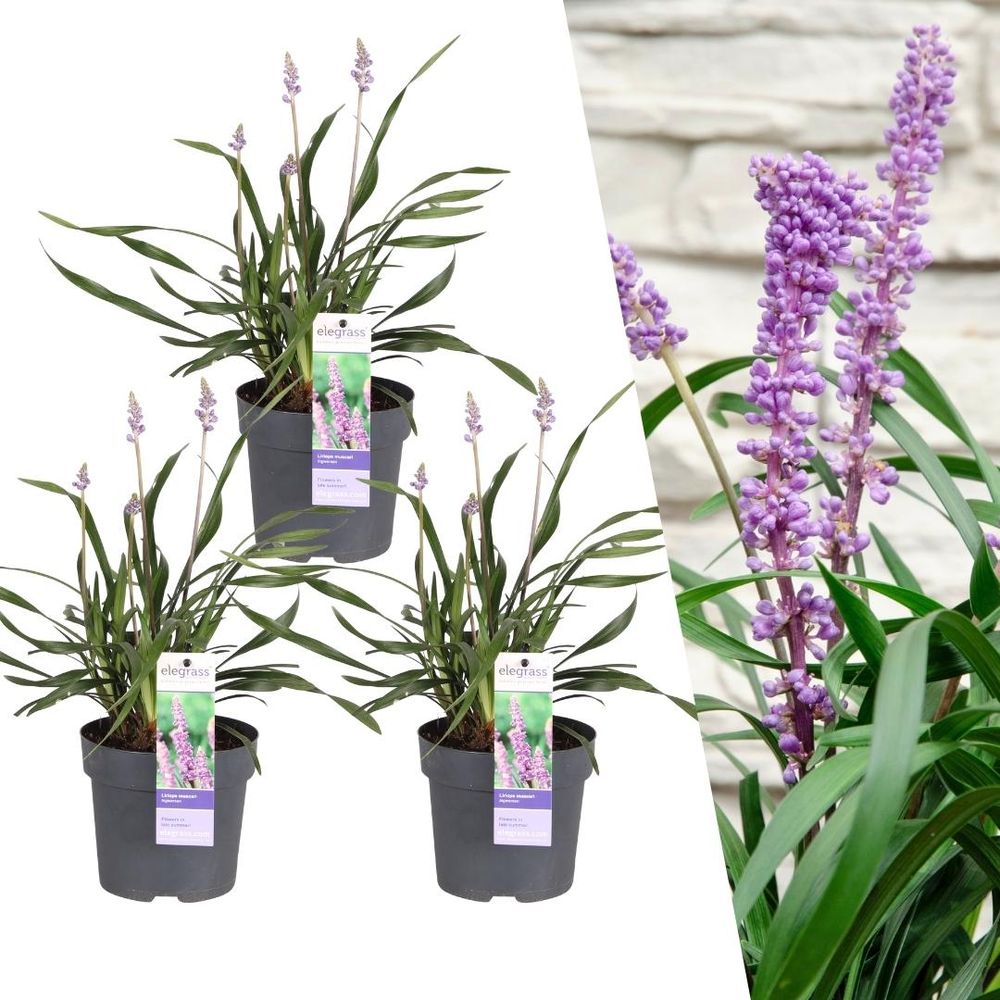 3 x liriope muscari 'ingwersen' - plante d'extérieur