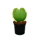 Hoya kerii - hoya kerii - feuille de coeur bicolore, plante de coeur ou petite chérie - pot de 6cm - succulent