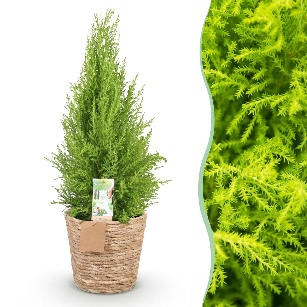Cupressus gold crest wilma - conifère d'intérieur - pot de 21cm - hauteur 85-95cm - plante d'extérieur