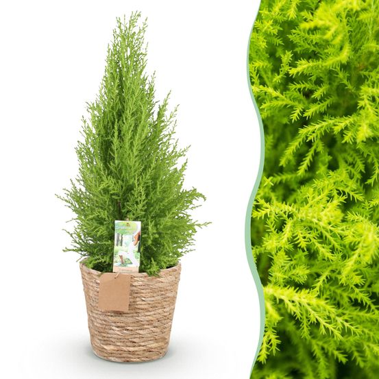 Cupressus gold crest wilma - conifère d'intérieur - pot de 21cm - hauteur 85-95cm - plante d'extérieur