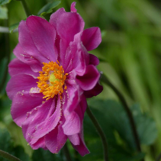 Anémone du japon rubra plena godet - 5/20 cm