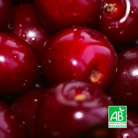 Cerisier 'Bigarreau Reverchon' BIO…