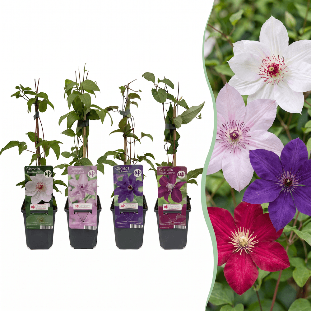 Clématites en mélange de quatre coloris - 8 plants - h 35 cm, pot ø9 cm