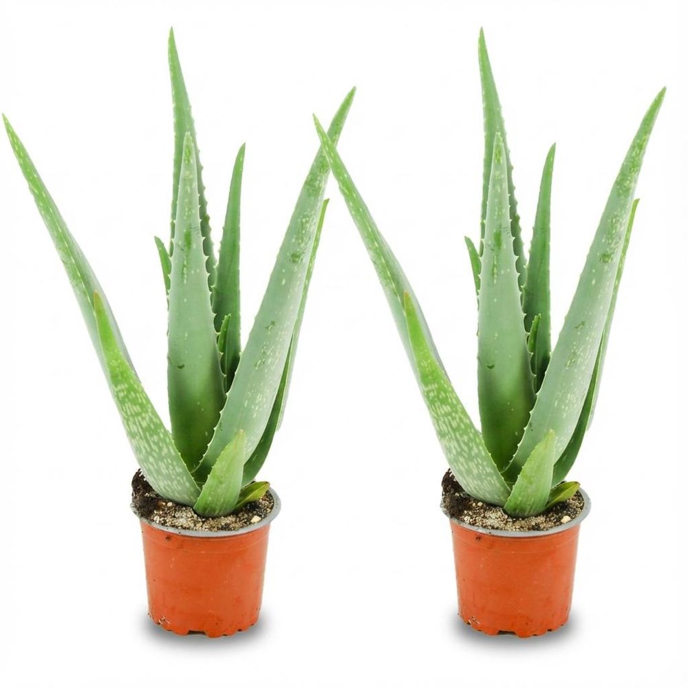 Aloë vera - pot de 10cm - hauteur: 35 - 40cm