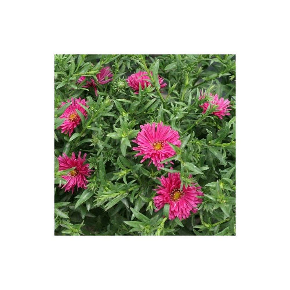 Aster d'automne dumosus jenny godet - 5/20 cm