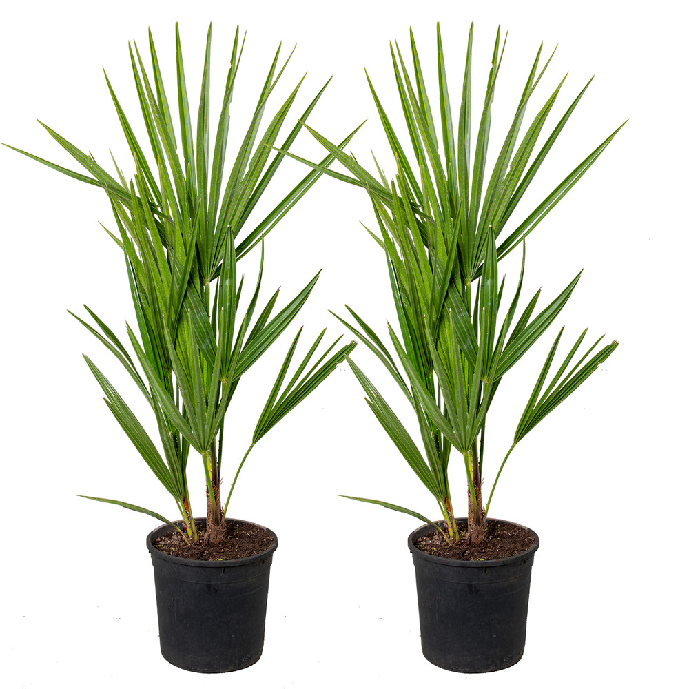 Lot de 2 - chamaerops humilis - palmier nain européen - 40-50 cm de haut - pot 15 cm