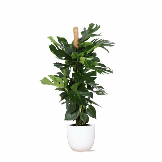 Monstera deliciosa et son pot blanc - hauteur 150cm