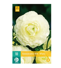10 renoncules blancs eclatant blanc