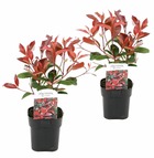 Photinia fraseri 'red robin' - set de 2 - persistantes - ⌀17cm - hauteur 30-40cm