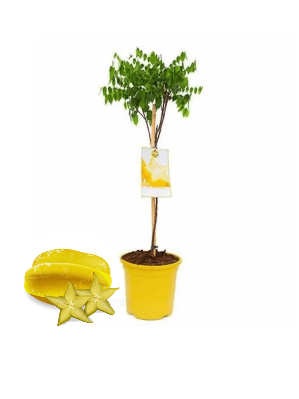 Averrhoa carambola (carambolier) - 70/100 cm