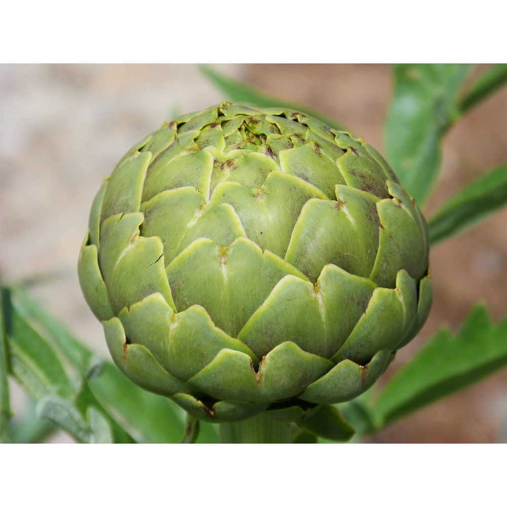 Graines D'Artichaut Gros Vert De Laon – Sachet 2g – Variété Rustique Et Gourmande Made In France