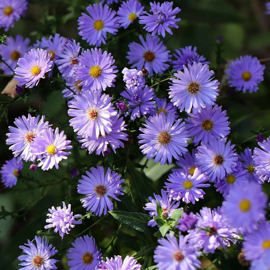 Aster grand d'automne audrey, aster novi-belgii lot de 3 godets