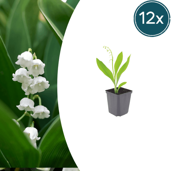 Muguet (convallaria majalis) 'muguet' - 12